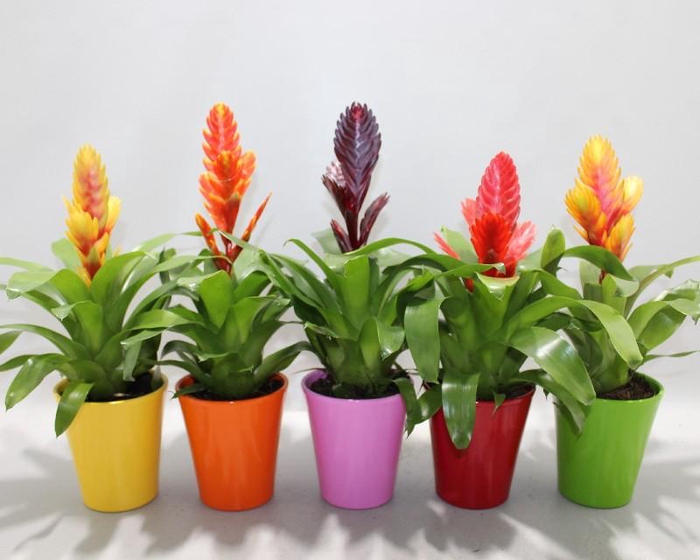 <h4>Vriesea Gemengd keramiek Sensation Coco mix (Met Hoes)</h4>
