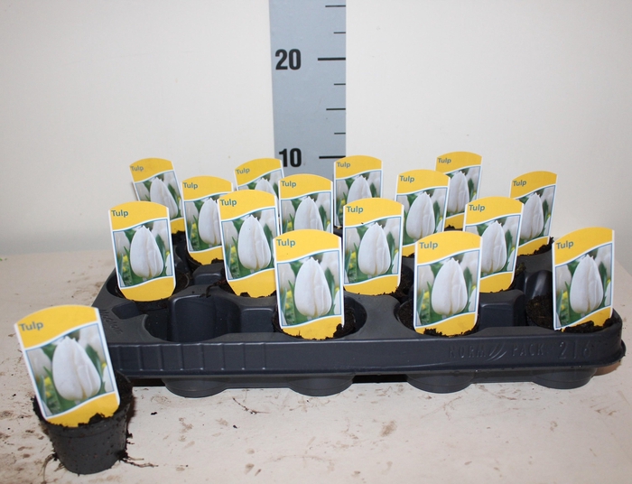 <h4>TUL CALGARY</h4>