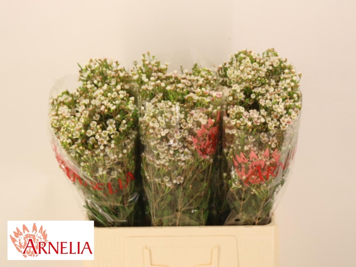 <h4>CHAME MORNI DELIGHT</h4>