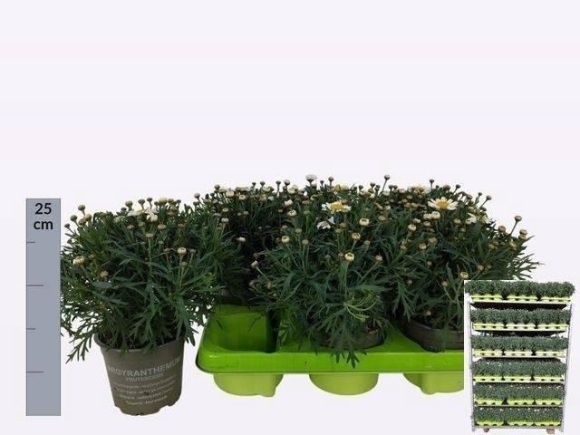 arr8 Arg Simba White