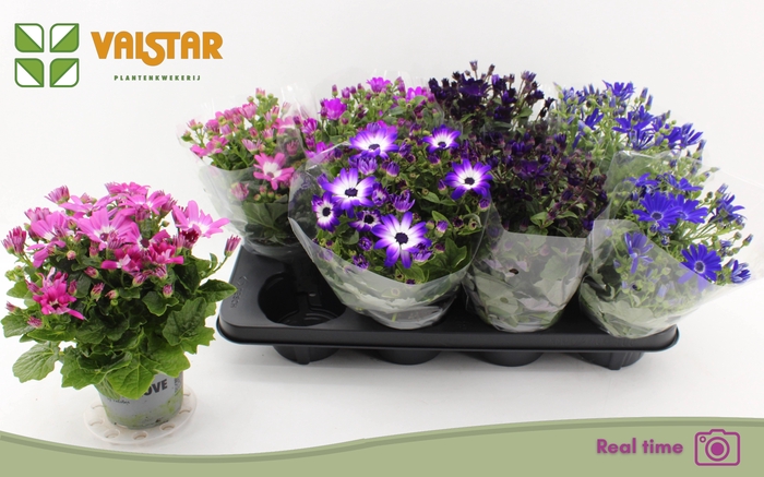 <h4>PERI C MAN GEM</h4>