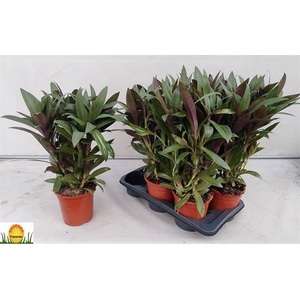TRAD SPATHACEA