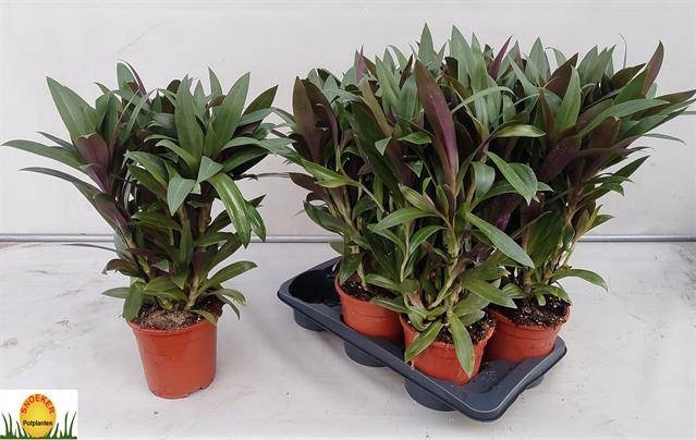 <h4>TRAD SPATHACEA</h4>