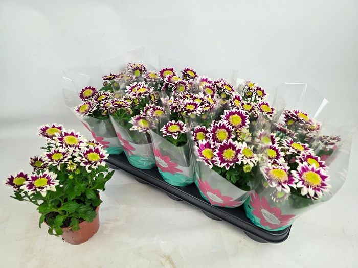 <h4>CHRYS SPLASH ROCKER</h4>