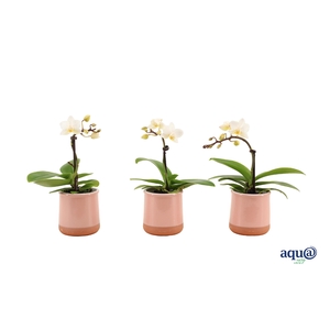 Valencia Roze Tiny Dolls Wit 1T7+ aqu@