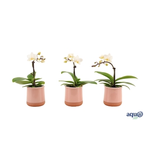 Valencia Roze Tiny Dolls Wit 1T7+ aqu@