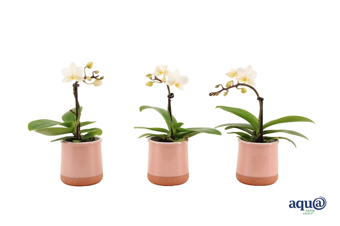 <h4>Valencia Roze Tiny Dolls Wit 1T7+ aqu@</h4>