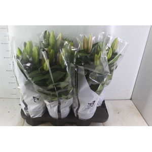 LIRIO P16 BRANCO