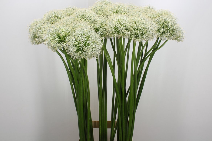 <h4>Allium Mount Everest (saase)</h4>