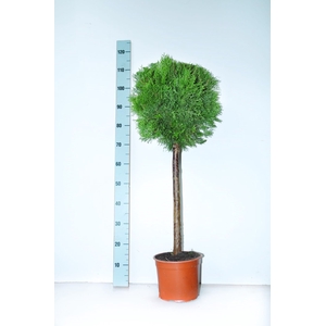 THUJA O SMARAGD