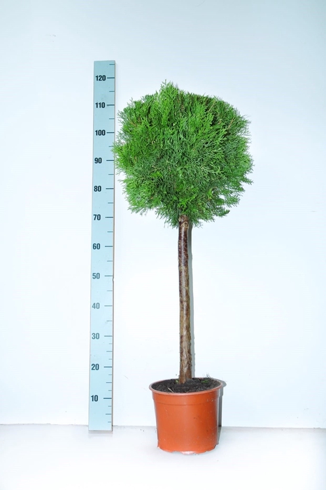 <h4>THUJA O SMARAGD</h4>