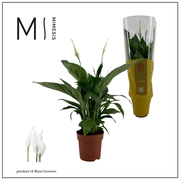 <h4>Spathiphyllum 13 cm Sweet Ricardo Lush hoes</h4>