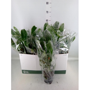 Aechmea fasciata 'Primera'