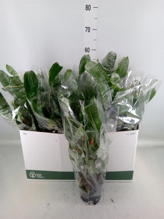 <h4>Aechmea fasciata 'Primera'</h4>