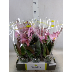 Phalaenopsis   ...rose