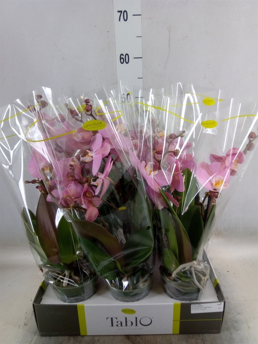 <h4>Phalaenopsis   ...rose</h4>