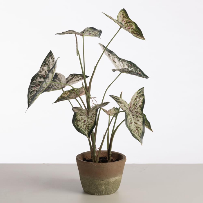 <h4>AF Caladium pot H59cm D.Green</h4>