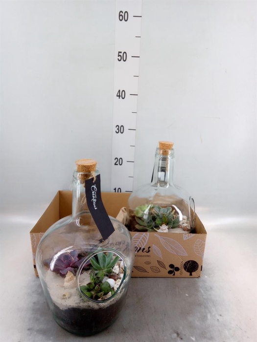 <h4>Arr.   Kamerplant Groen H%</h4>