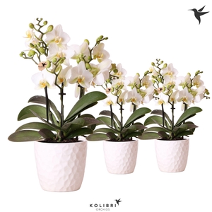 Kolibri Orchids Phalaenopsis lausanne 3spike in Honey pot white