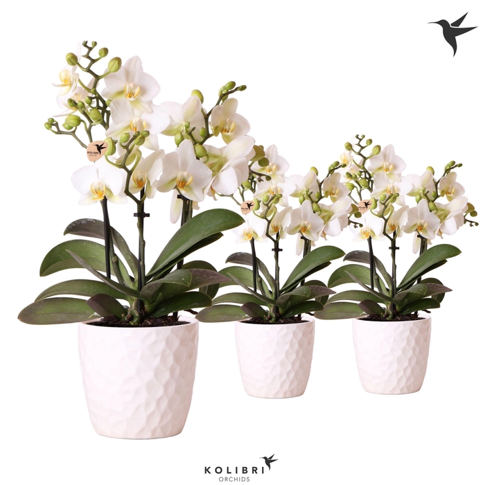 <h4>Kolibri Orchids Phalaenopsis lausanne 3spike in Honey pot white</h4>