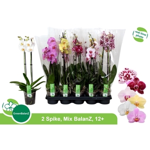 PHAL GEM