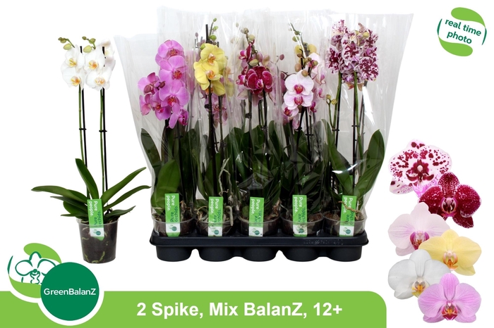 <h4>PHAL GEM</h4>