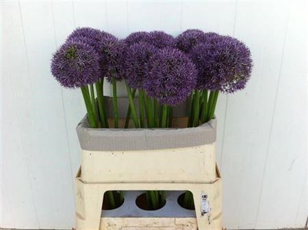 <h4>Allium Grootbloemig</h4>