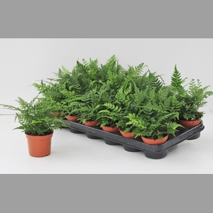 ATHYRIUM OV