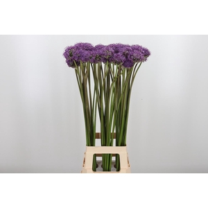 Allium Gladiator