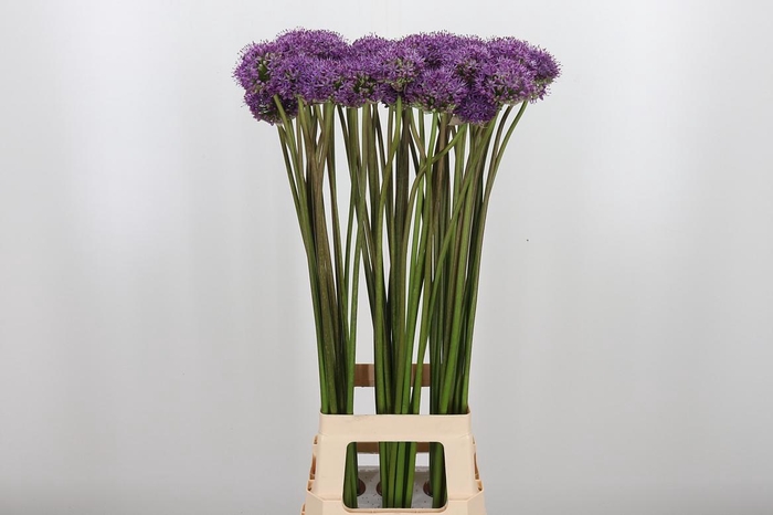 <h4>Allium Gladiator</h4>