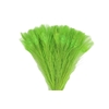 Feather Peacock Appelgreen L45-50