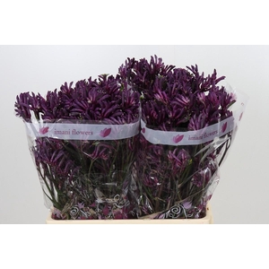 Anigozanthos Bush Merlot
