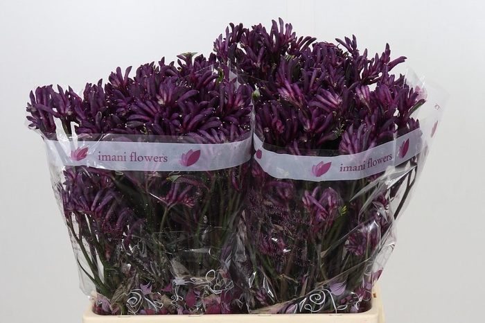 <h4>Anigozanthos Bush Merlot</h4>