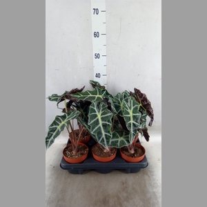 Alocasia amazonica