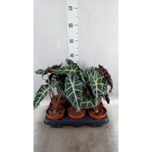 Alocasia amazonica