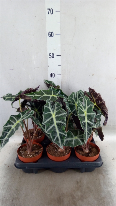 <h4>Alocasia amazonica</h4>