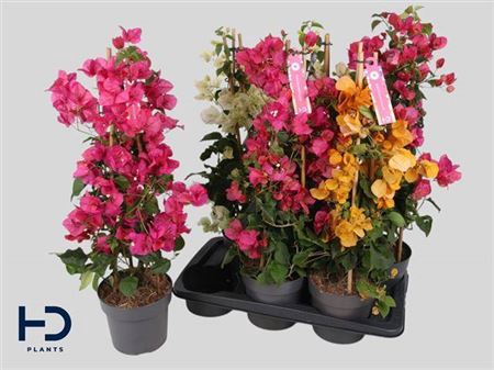 <h4>Bougainv Ov</h4>