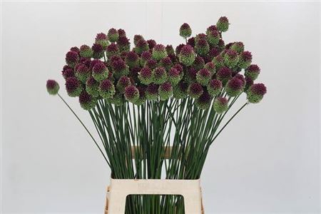 <h4>Allium Sphaerocephalon</h4>