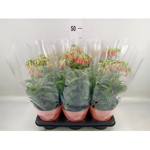 Kalanchoe HG 'Lucky Bells'
