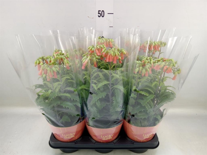 <h4>Kalanchoe HG 'Lucky Bells'</h4>