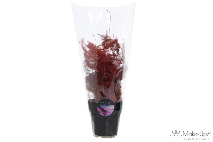 <h4>Asp Make-Upz Red</h4>