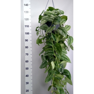 Scindapsus pictus 'Trebie'