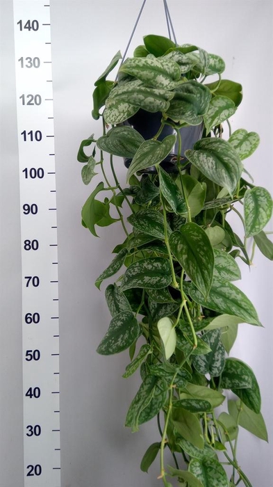 <h4>Scindapsus pictus 'Trebie'</h4>