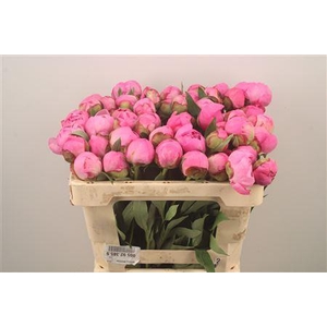 Paeonia L Dr A Fleming