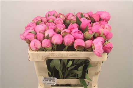 <h4>Paeonia L Dr A Fleming</h4>