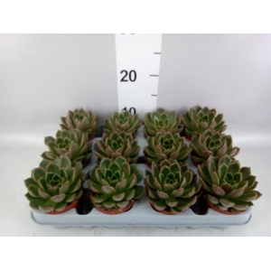 Echeveria   ...not flowering