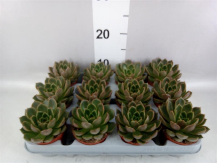 <h4>Echeveria   ...not flowering</h4>