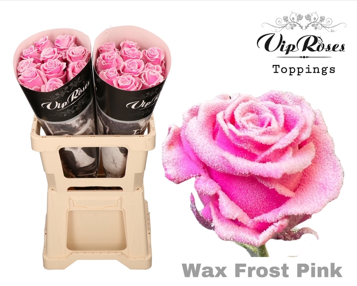 <h4>R GR WAX FROST PINK (60CM)</h4>