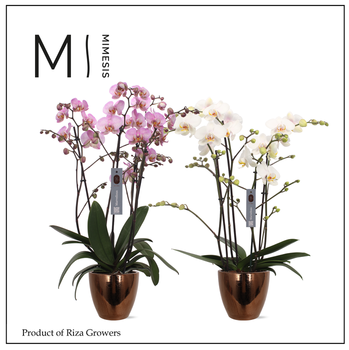 <h4>Mimesis Phal. Marvellous Mix - 50+ flowers 17cm in Sven Gold Ceramic</h4>