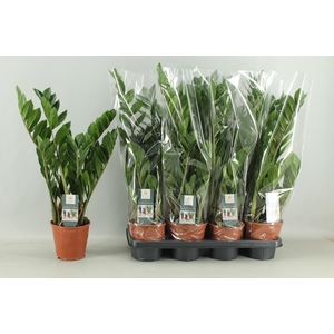 ZAMIO ZAMIIFOLIA